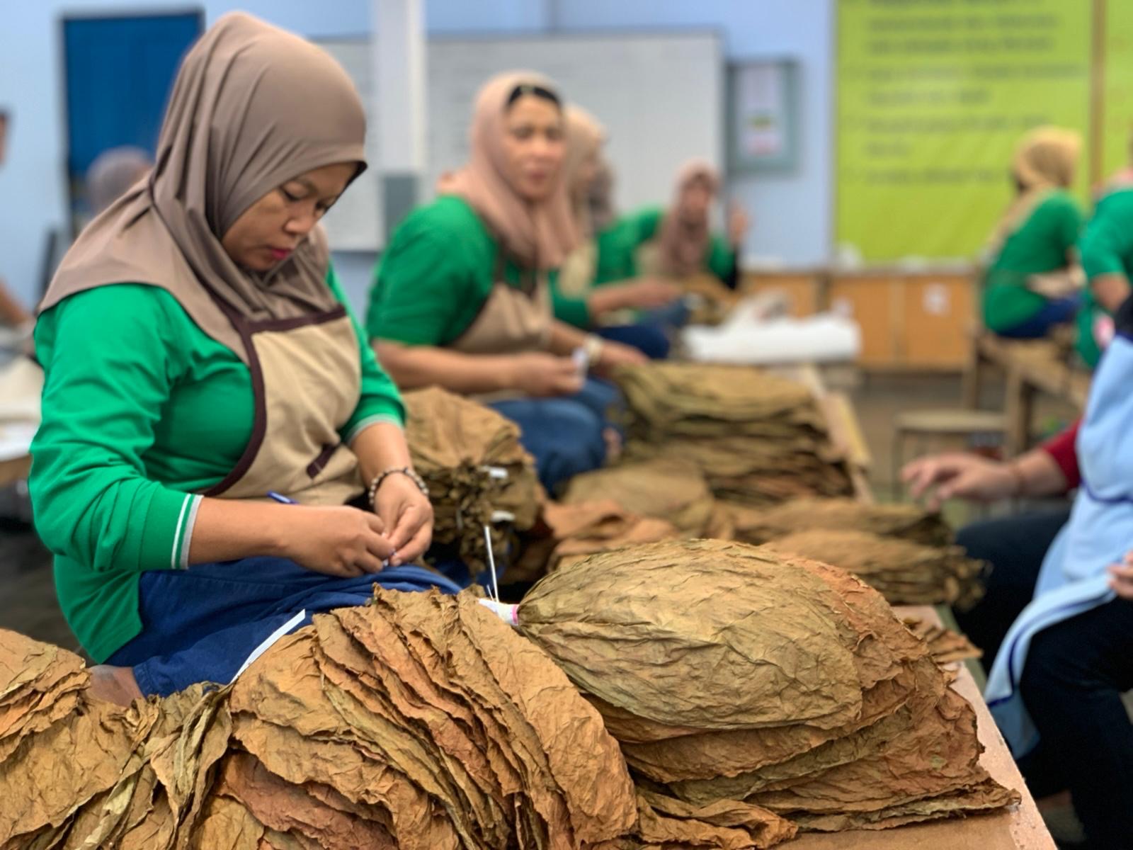 TERLATIH: Sejumlah pekerja pabrik tembakau di Bondowoso memilah jenis tembakau sesuai ketentuan beberapa waktu lalu.(ILHAM WAHYUDI/RADAR IJEN)