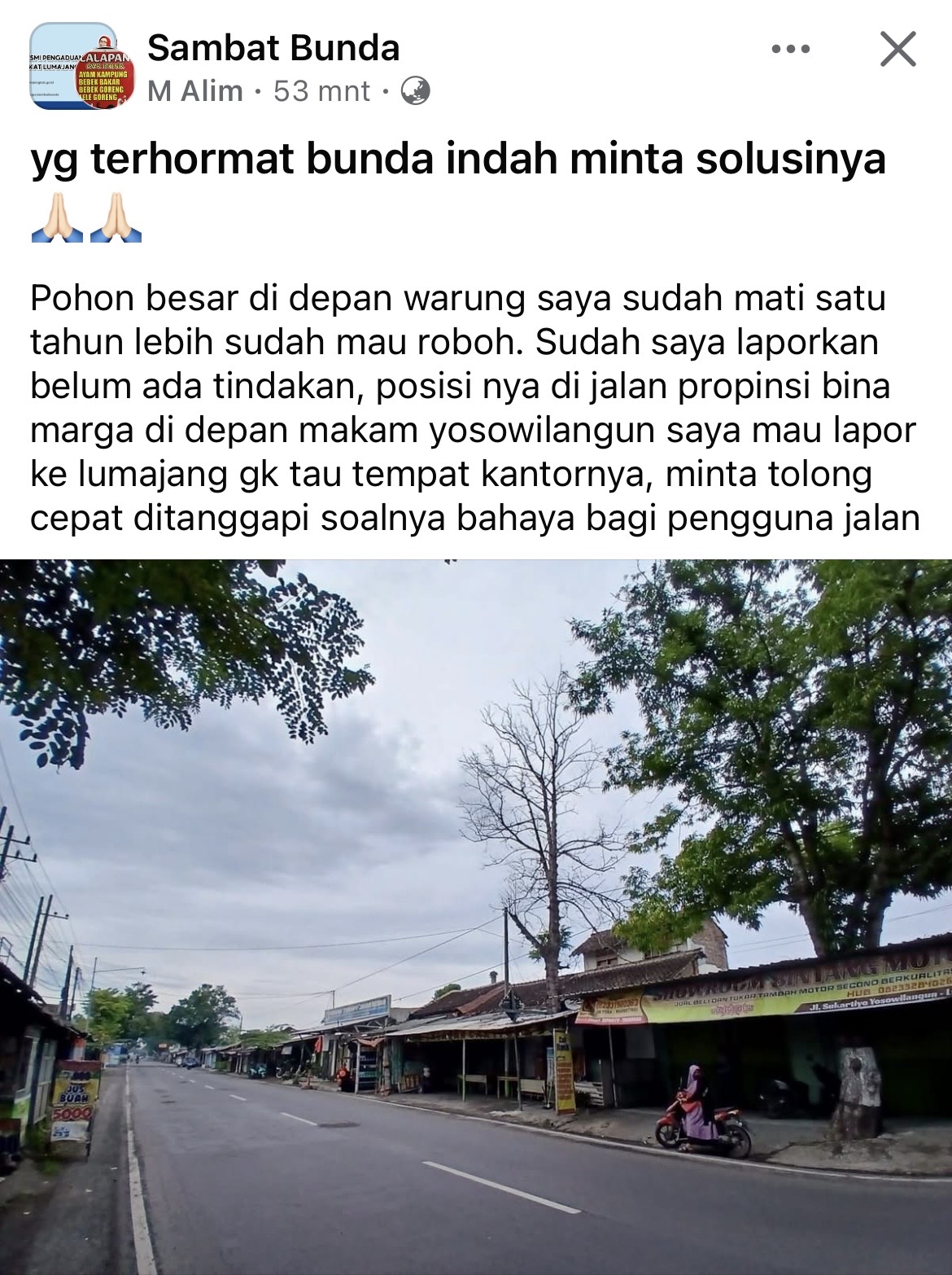 Kondisi pohon mati hampir roboh di Yowosilangun.