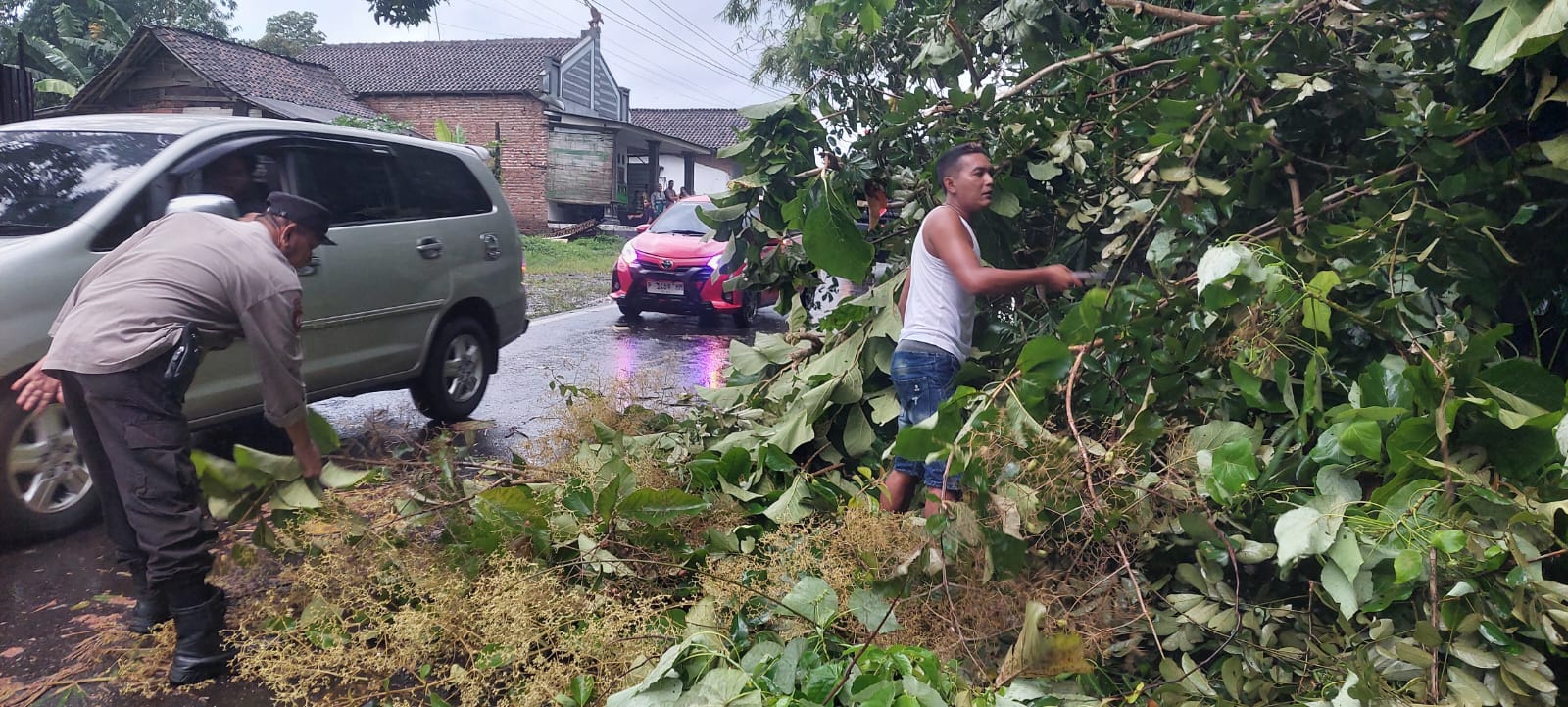 EVAKUASI : Petugas Polsek Mayang bersama warga sekitar saat mengevakuasi pohon jati yang tumbang menimpa truk tangki di Dusun Krajan, Desa Sumber Kejayan, Kecamatan Mayang Kamis (22/2/2026) pukul 16.3