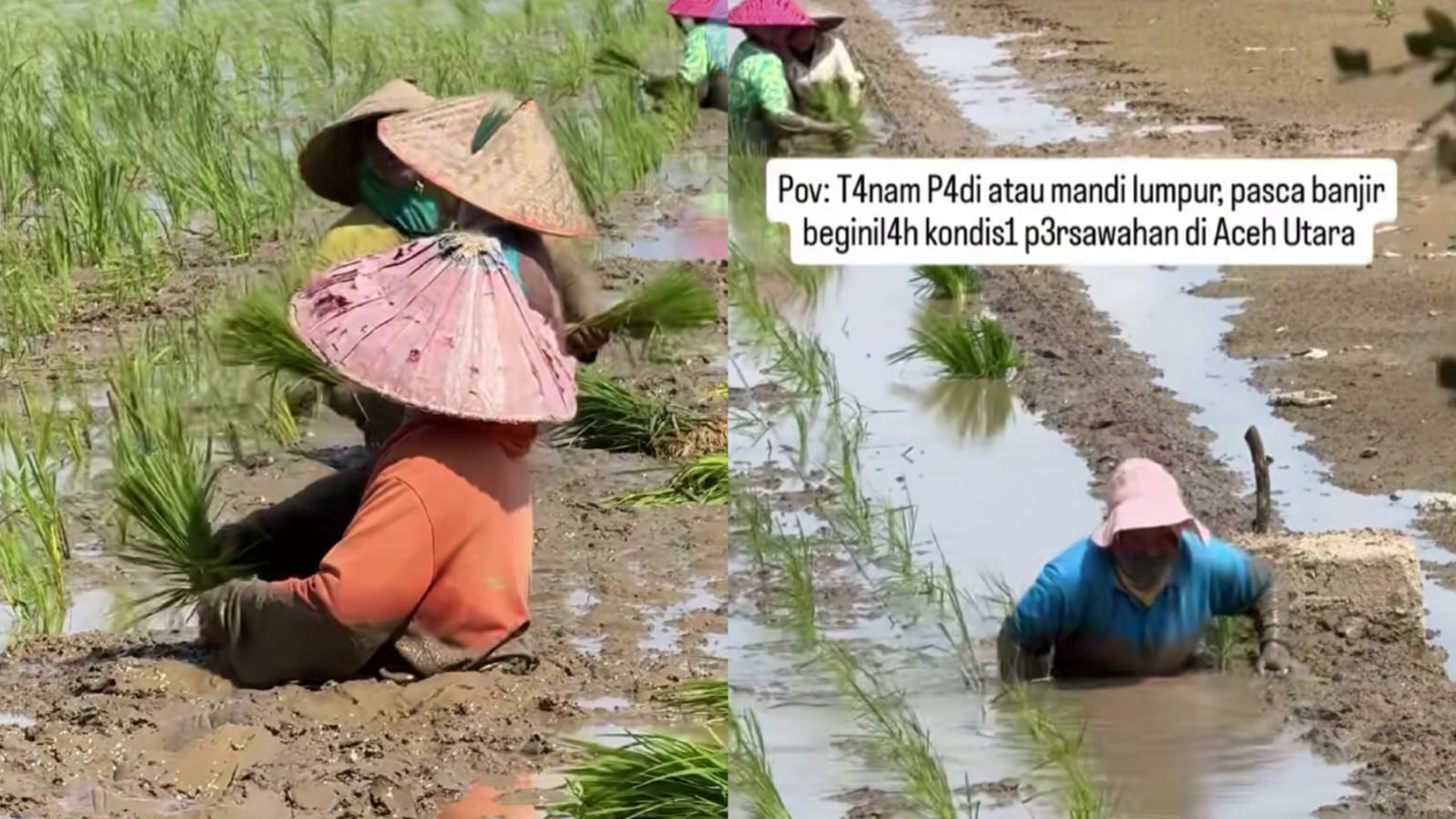 Kondisi persawahan warga yang dipenuhi sisa lumpur bekas banjir akhir November 2025. (Instagram/paseimages)