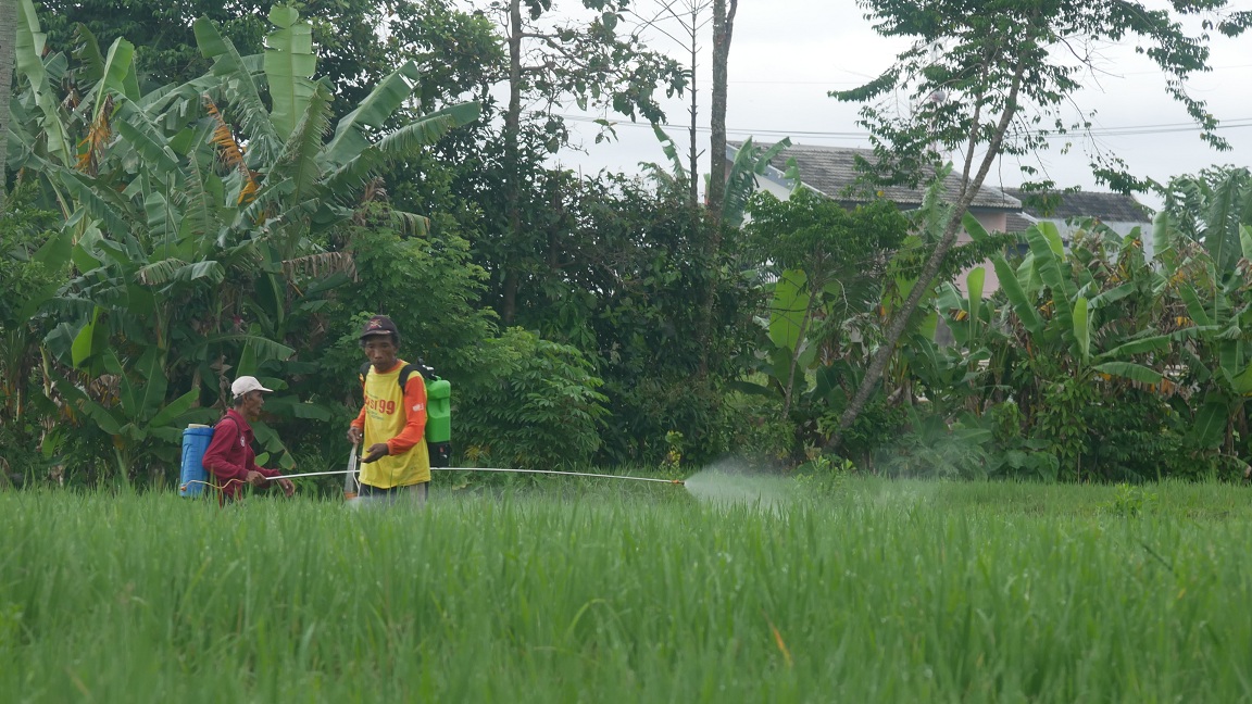JADI PERSOALAN: Petani di Kelurahan Tegal Besar, Kecamatan Kaliwates saat memupuk tanaman padi, beberapa waktu lalu.