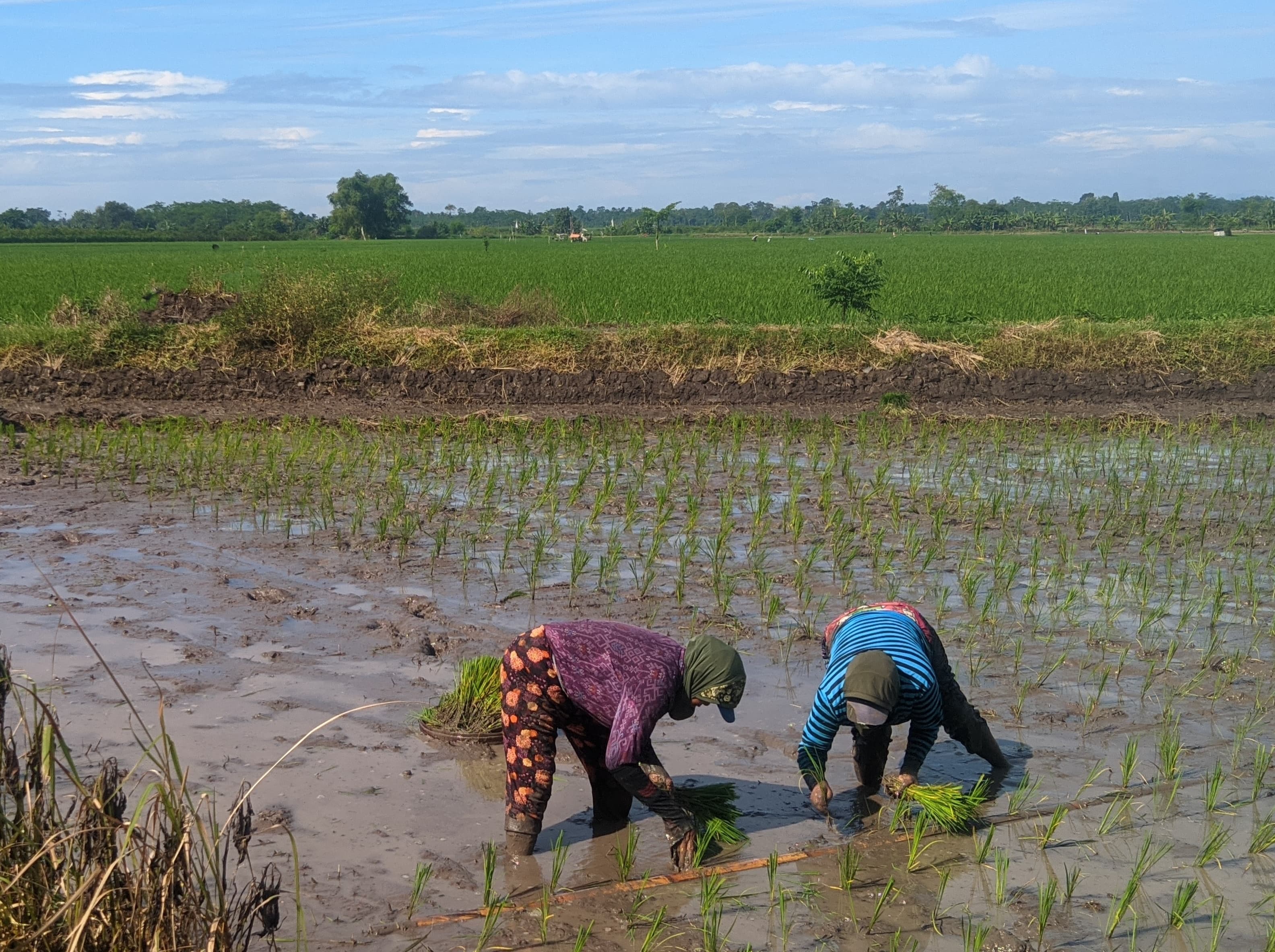 TANAM: Sejumlah petani di Lumajang sedang menanam padi di sawah, beberapa waktu lalu. (ATIEQSON MAR IQBAL/RAME)