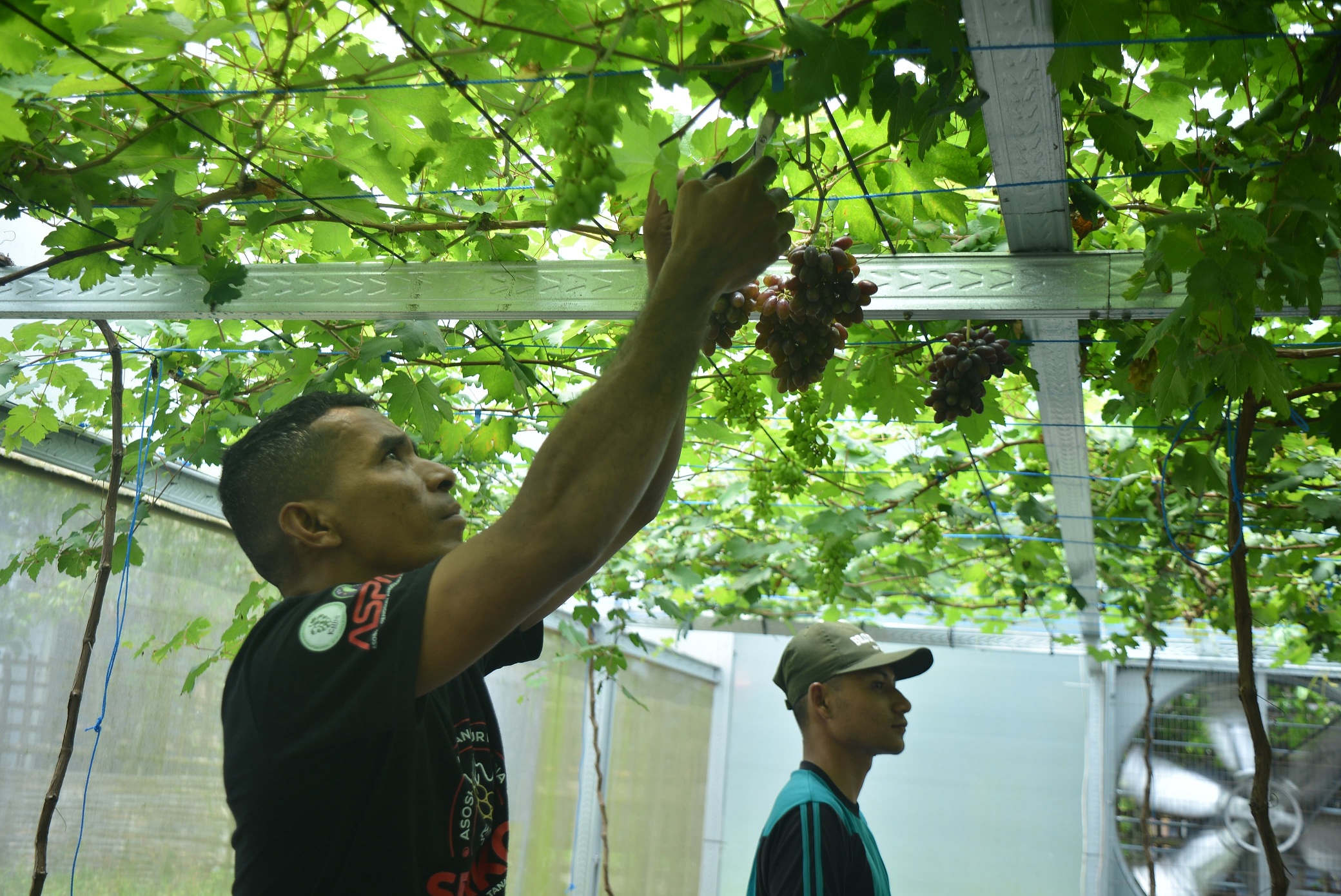 INSPIRATIF: Prajurit Yonif Raider 509 Kostrad, Yohanes Hiariej memberi edukasi kepada mahasiswa di green house anggur milik Faperta Unmuh. 
