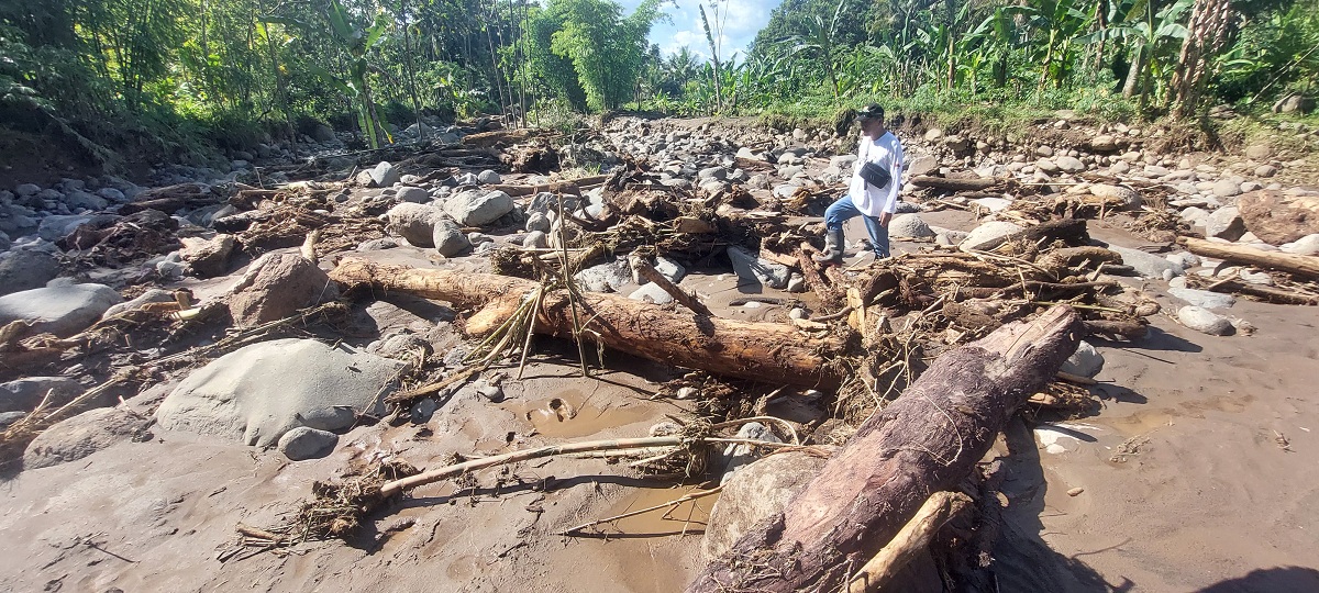 MATERIAL HUTAN: Kayu glondongan yang terbawa banjir bandang di Sungai Petung, Kecamatan Panti, masih berserakan, kemarin (5/2).