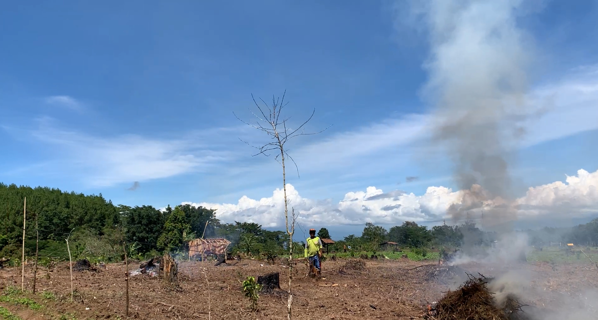 DIGARAP: Penggarap hutan produksi di wilayah Kecamatan Sumberwringin membersihkan lahan miliknya.