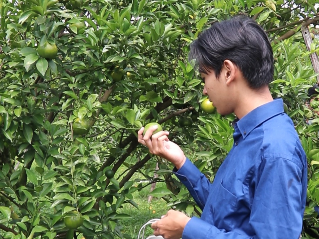 Polije buka paket agrowisata wisata petik buah keluarga di tengah kota. (Humas Polije)