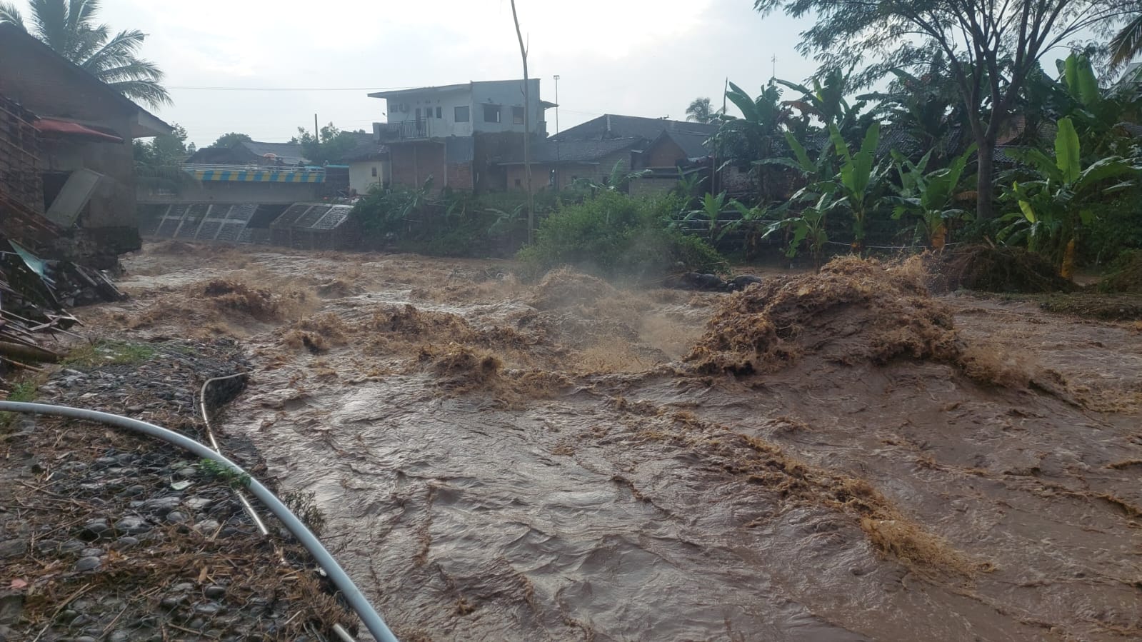 KEMBALI BANJIR BANDANG: Hujan cukup deras di bagian hulu dungai Petung, Keaamatan Panti, Jember mengakibatkan sungai Petung banjir bandang lagi pada Senin (9/2/2026) 15.15 wib