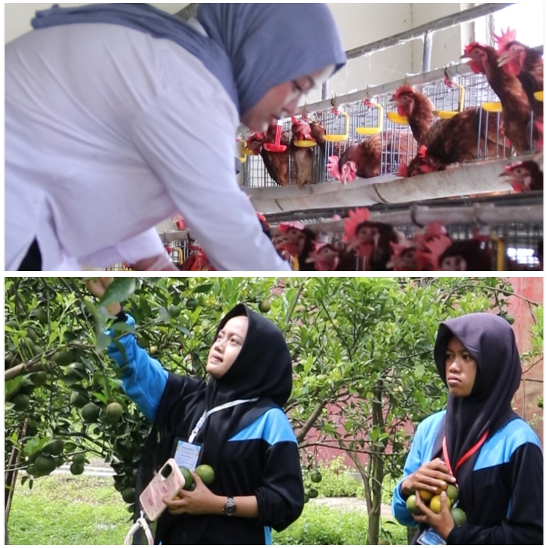 Wisata edukasi : Agrowisata di tengah kota yang menawarkan pengalaman petik jeruk, kunjungan Smart Green House melon, hingga panen telur ayam.