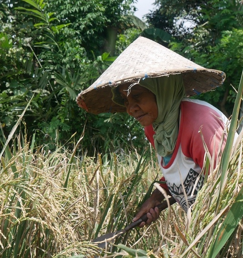 PANEN: Salah satu petani saat memanen padi di Kelurahan Kebonsari, Kecamatan Kaliwates, 2025 lalu. Tahun ini, Jember ditarget 84 ribu ton setara beras dan sepuluh ribu jagung.