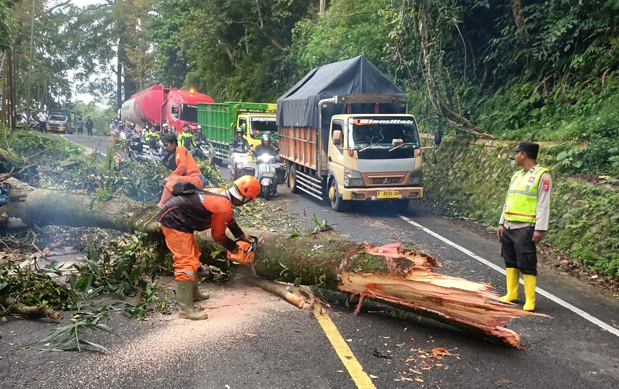 PROSES EVAKUASI: Relawan Gumitir bersama petugas Polsek Silo mengevakuasi pohon tumbang yang menutup jalan nasional di Dusun Gumitir, Desa Sidomulyo, Kecamatan Silo, kemarin pagi (17/2).