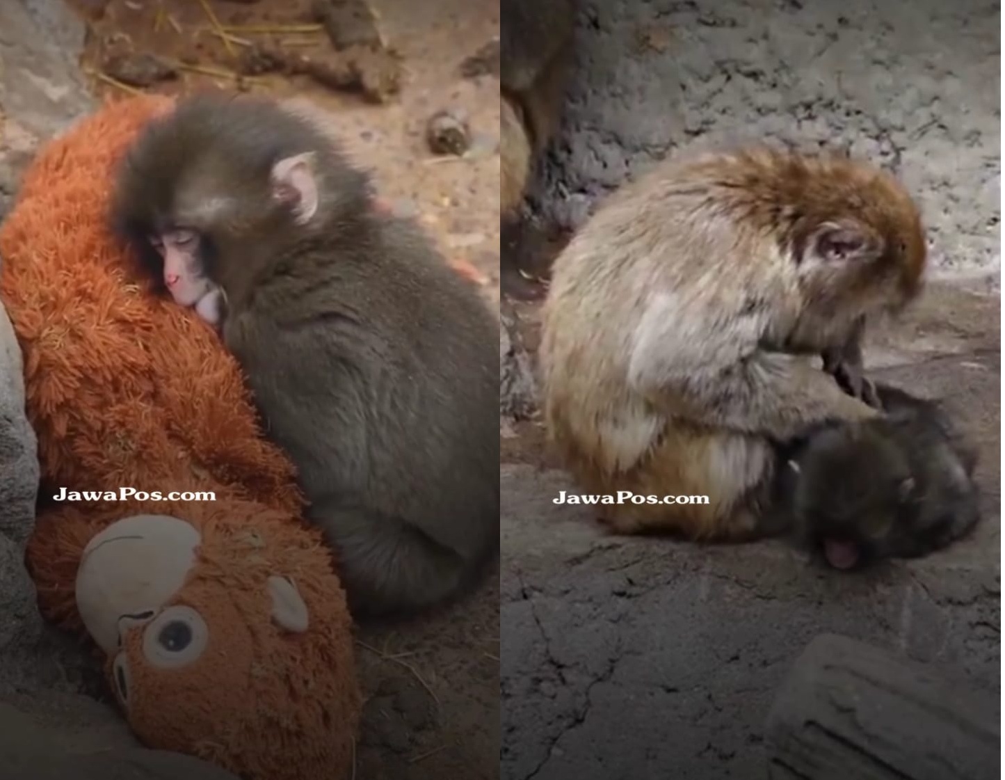 Momen ketika Punch si monyet Jepang mendekap boneka kesayangannya (kiri) dan ketika seekor monyet dewasa terlihat mencari kutunya (kanan).