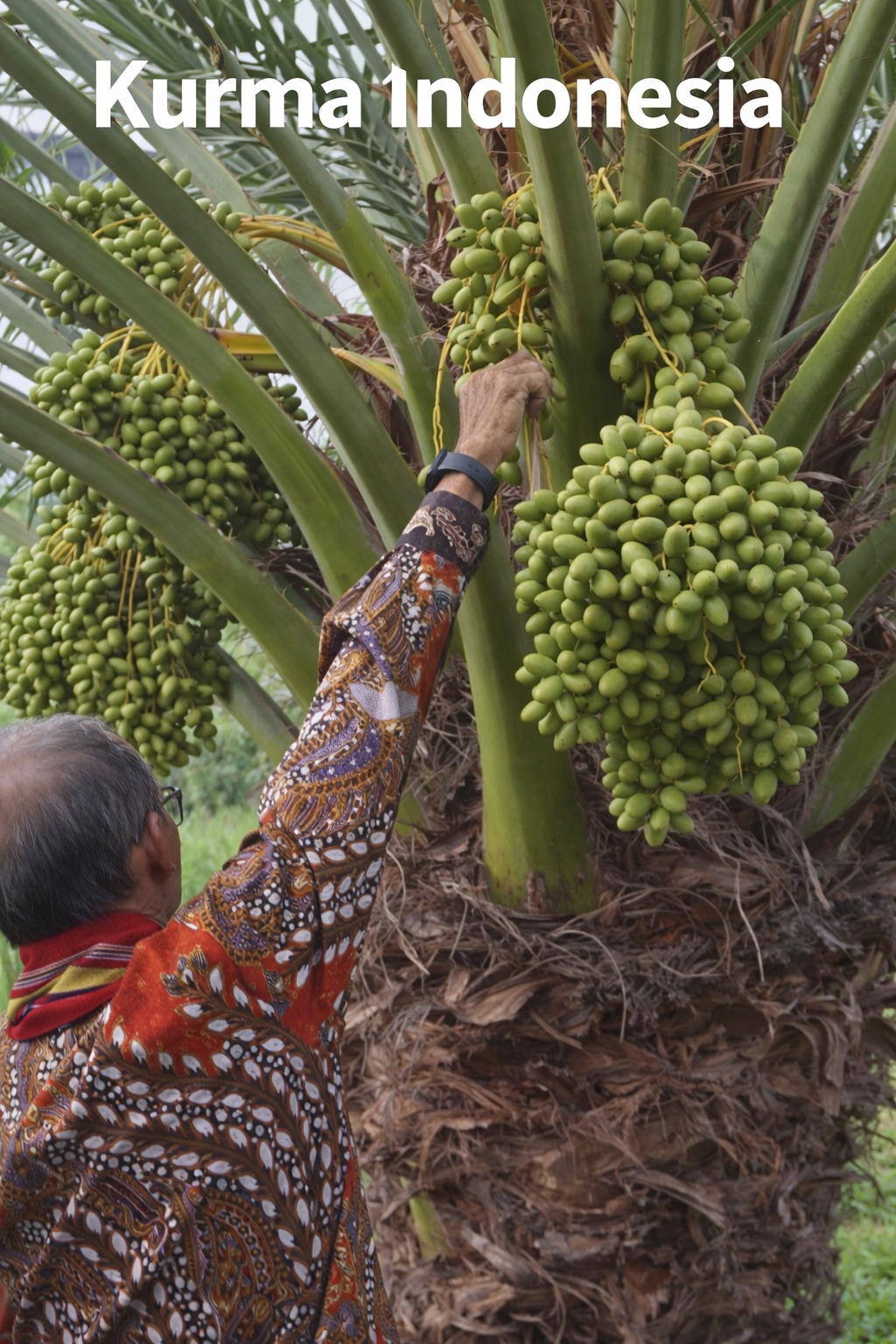 Mengintip Perkembangan Kebun Kurma di Indonesia -&nbsp;Foto Ai hanya ilustrasi  