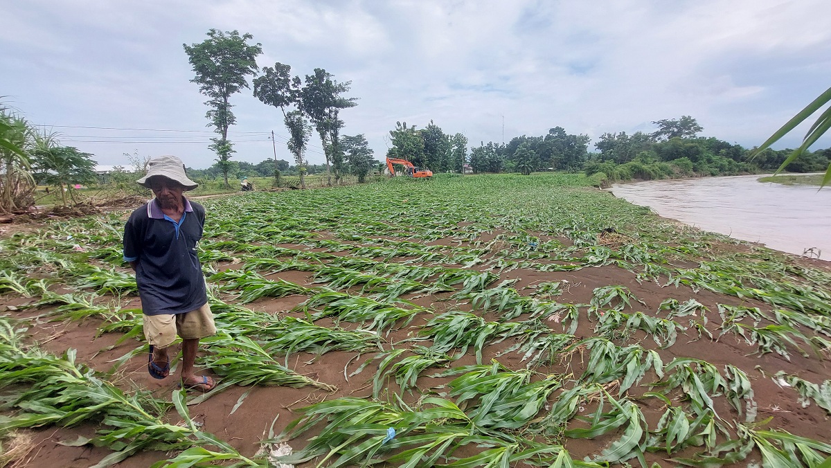 DAMPAK BANJIR: Tanaman jagung roboh akibat luapan Sungai Dinoyo di Dusun Krajan, Desa Gugut, Kecamatan Rambipuji.&nbsp;
