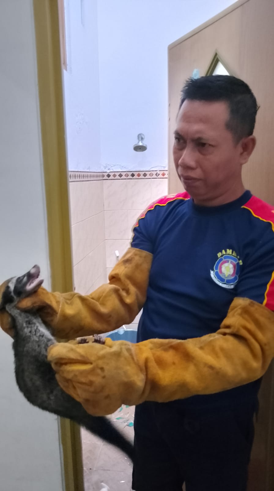 DIAMANKAN: Petugas saat evakuasi musang liar yang masuk kerumah warga.  