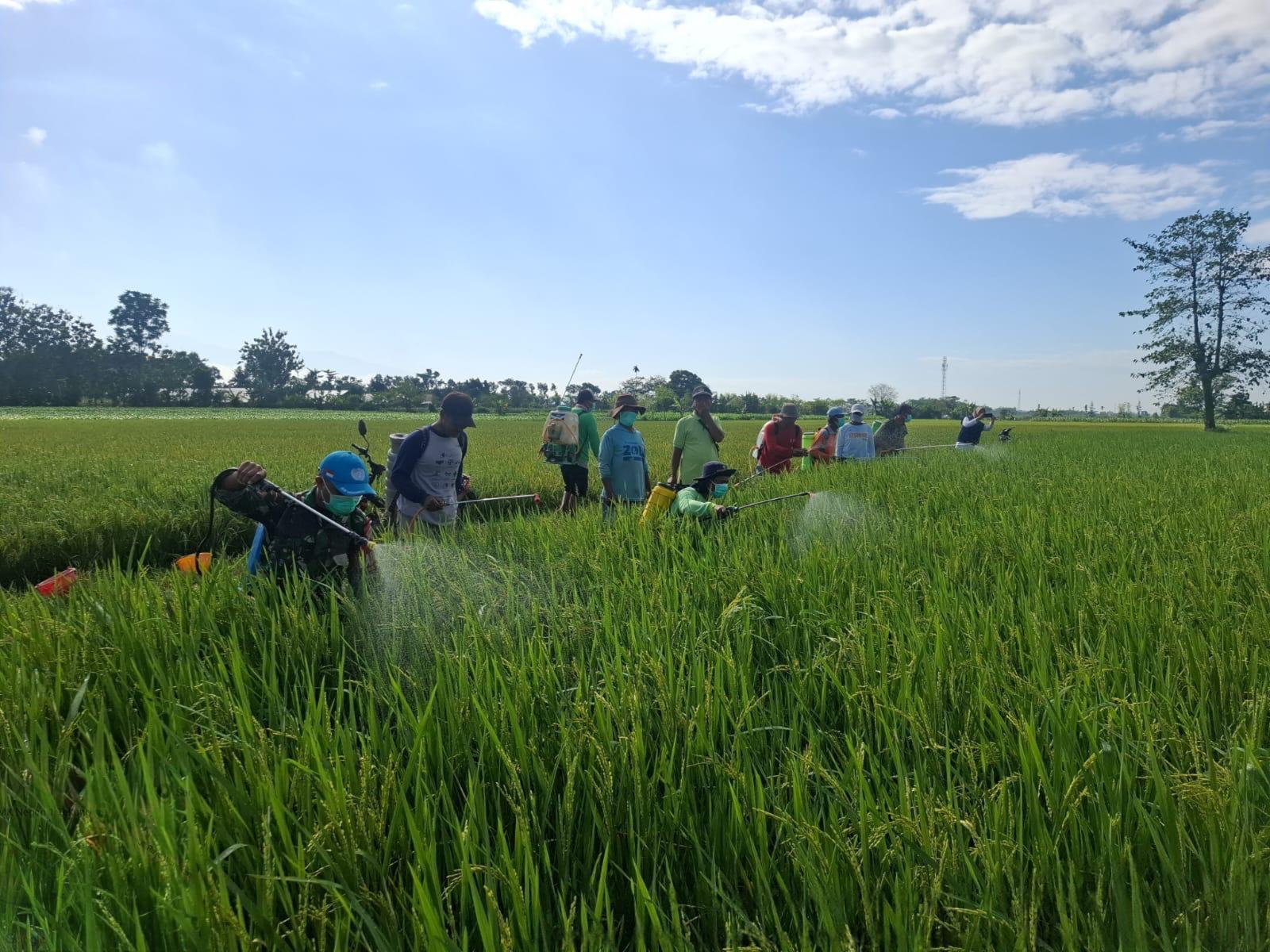 RAWAT: Petani di Lumajang terus merawat tanamannya meskipun hama tikus dan wereng terus menyerang.(ADE APRYANIS/RAME)