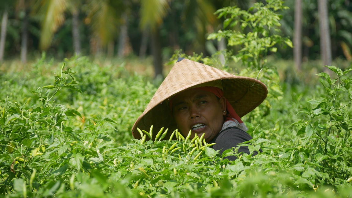 PICU INFLASI:&nbsp;Petani cabai rawit saat memanen di lahan sawah Kelurahan Antirogo, Kecamatan Sumbersari. Berjalannya MBG, kebutuhan pangan, mulai cabai rawit hingga daging ayam juga tinggi.&nbsp;