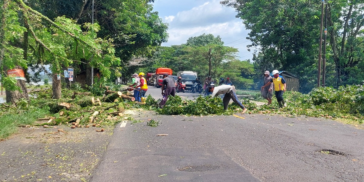 DIKEPRAS: Beberapa pohon yang rawan tumbang di jalan nasional jurusan Jember&ndash;Surabaya, tepatnya di Desa Pondokdalem, Kecamatan Semboro, dilakukan pengeprasan.  