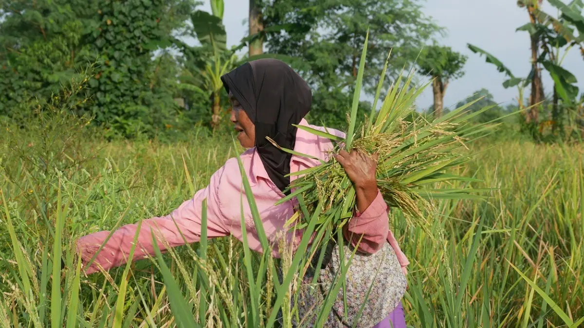SIAP PANEN:&nbsp;Salah satu petani sedang memanen padi secara mandiri di Kelurahan Tegal Besar, Kecamatan Kaliwates. Jelang panen raya, kualitas gabah jadi tantangan. (SIDKIN ALI/RADAR JEMBER)