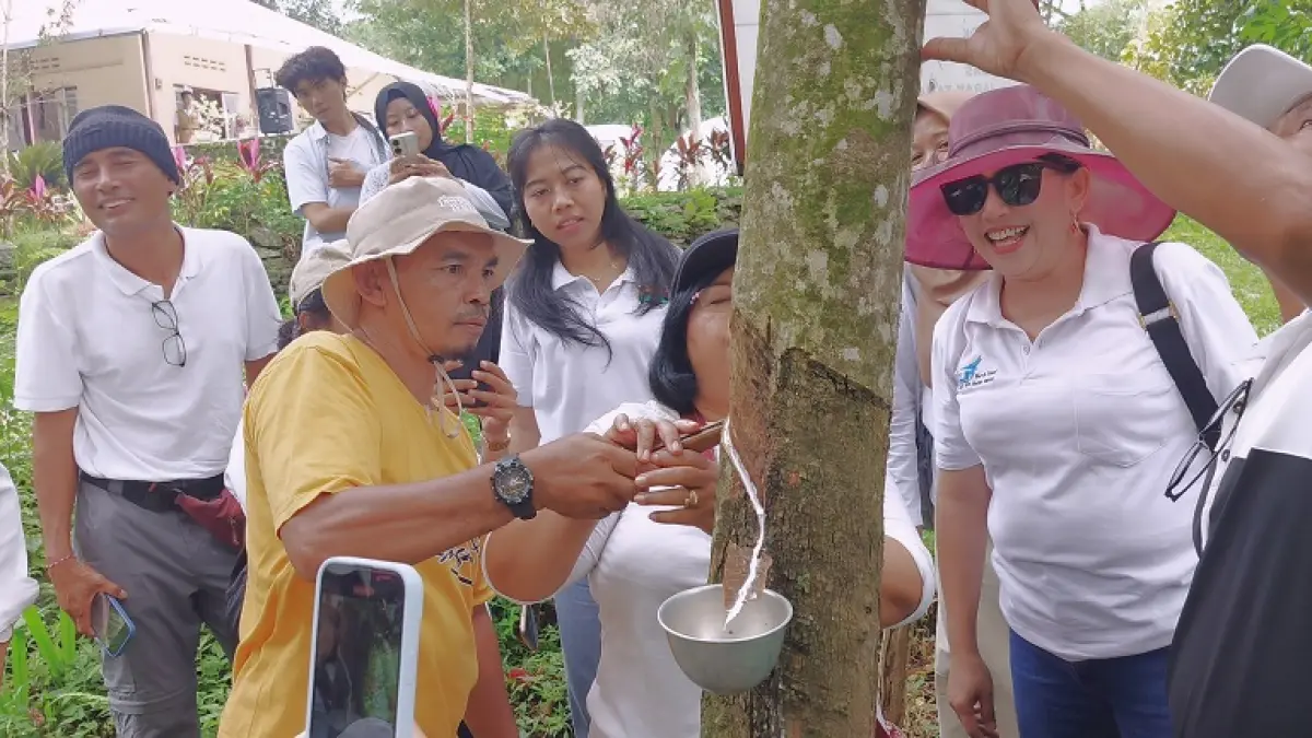 MULAI DILIRIK: Wisatawan di perkebunan Gunung Pasang, diberi edukasi cara menyadap karet. (MAULANA/RADAR JEMBER)
