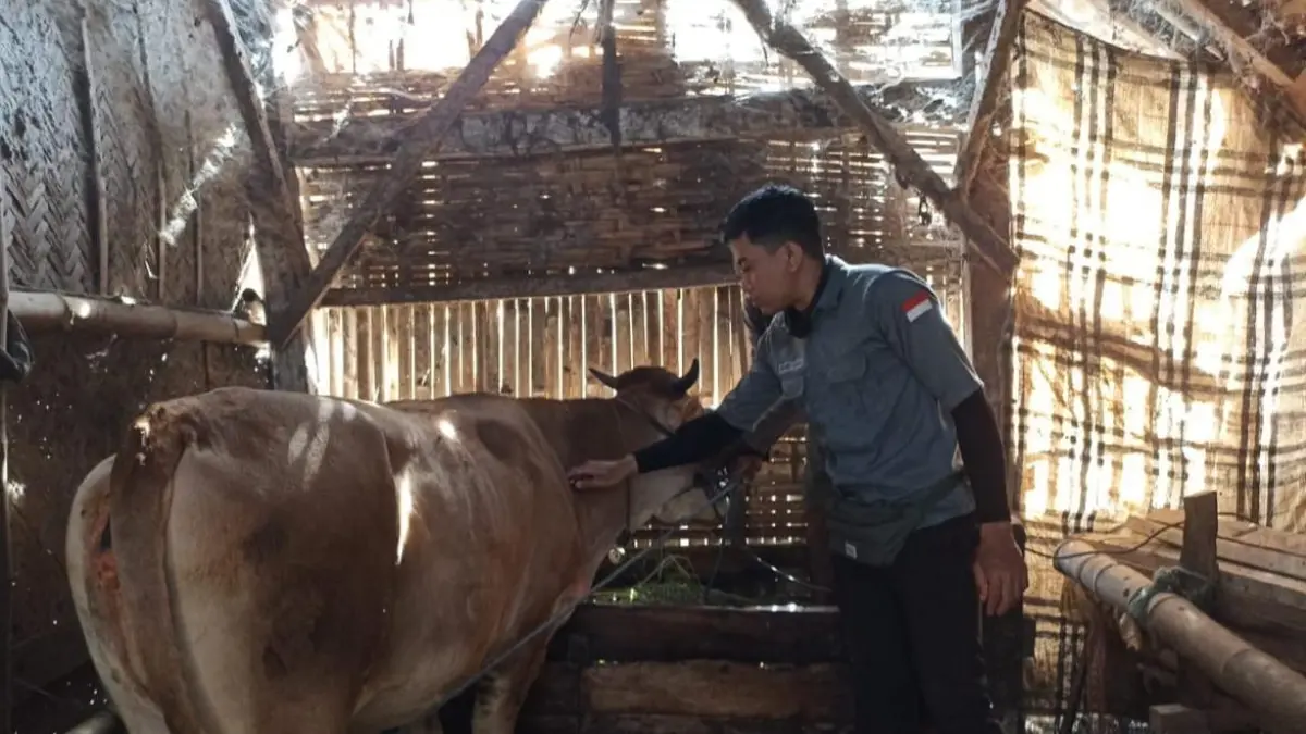 TERLATIH: Petugas Puskeswan melakukan pemeriksaan terhadap ternak warga di Kecamatan Botolinggo beberapa waktu lalu.