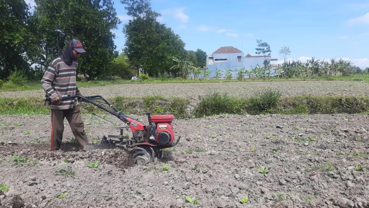 BEKERJA: Petani saat saat mulai menanam hortikultura di Desa Koncer Kidul Kecamatan Tenggarang.