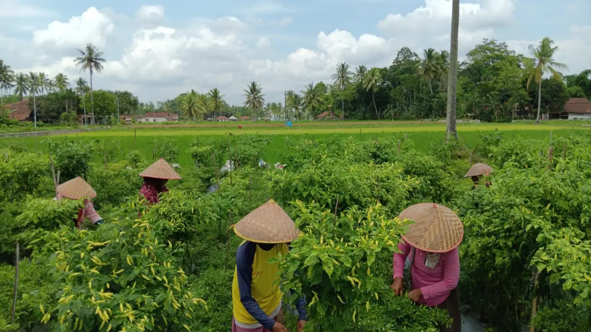 BEKERJA: Sejumlah petani saat menanam padi di sawah miliknya. Petani menjadi salah satu orang yang beresiko terkena paparan penyakit hewan sawah macam leptospirosis.