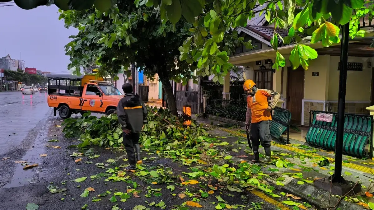 LANGSUNG PENANGANAN: Personel BPBD Jember menangani pohon tumbang di Kelurahan Jember Kidul, Kecamatan Kaliwates, Sabtu sore (28/3). Hujan deras disertai angin kencang hantam empat kecamatan. (BPBD JEMBER)