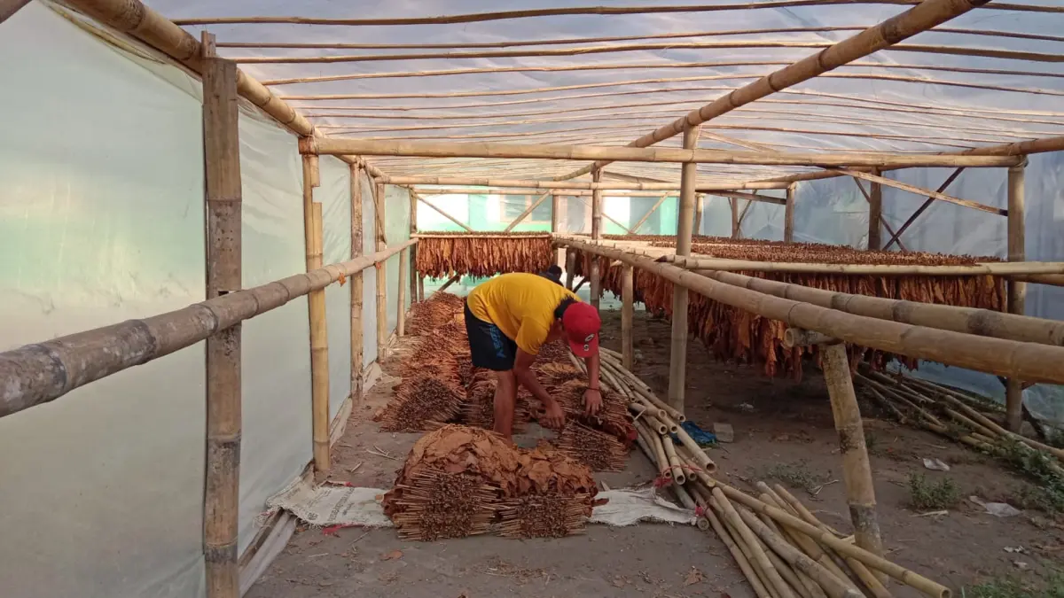 MENJEMUR: Salah seorang petani tembakau saat mengeringkan tembakau lokal Bondowoso. Komoditas tembakau masih menjadi komoditas andalan di Bondowoso saat ini.