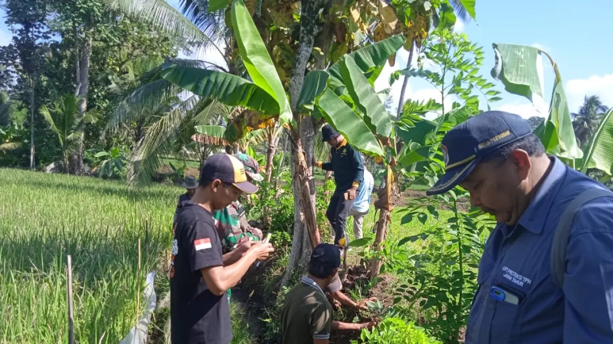 ATASI: Petani Desa Sarikemuning, Kecamatan Senduro saat melakukan gerdal mengatasi
serangan hama, kemarin.