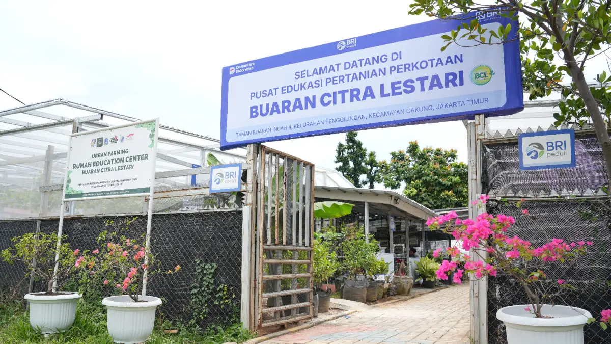 Perkembangan urban farming Buaran Citra Lestari semakin terasa sejak mendapat dukungan dari program tanggung jawab sosial dan lingkungan BRI Peduli dalam program BRInita (BRI Bertani di Kota).
