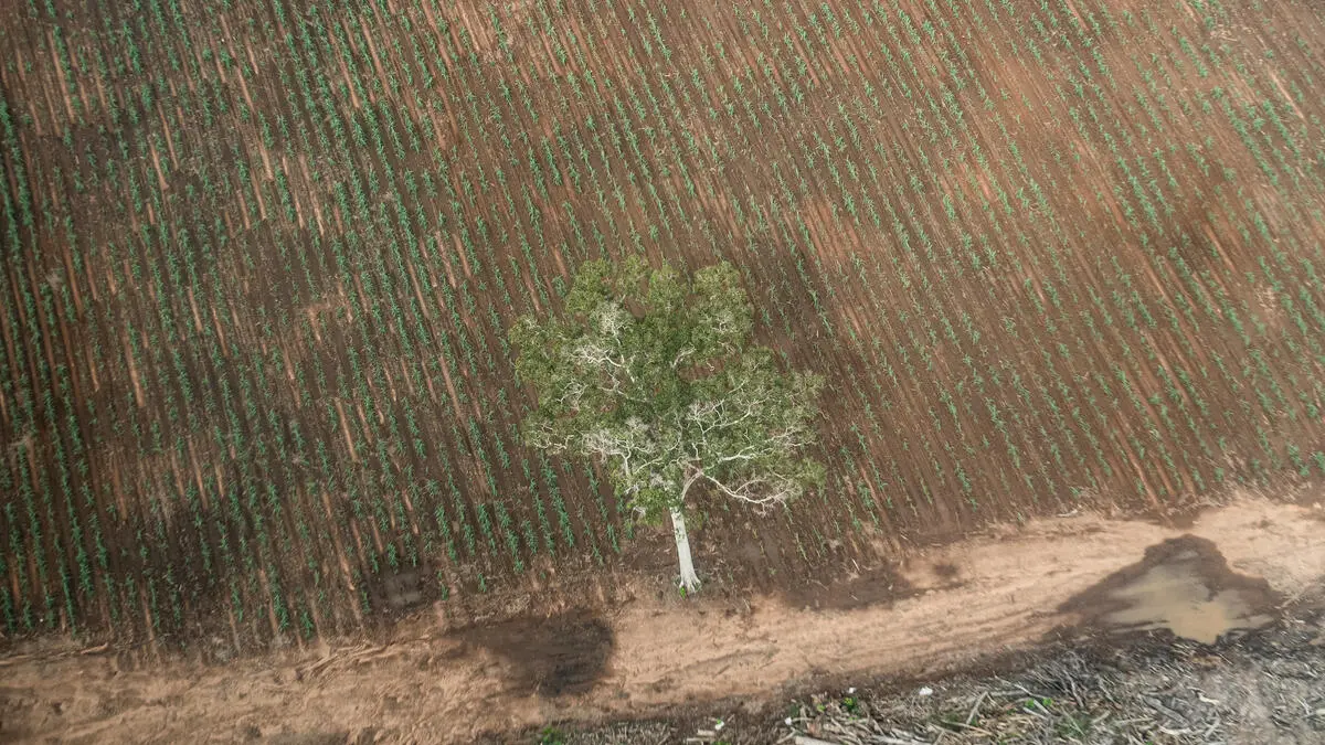 Sebatang pohon berdiri di antara tanaman tebu muda di area yang baru saja ditebang di dalam konsesi tebu PT Global Papua Abadi di Bersehati, Kabupaten Merauke, Provinsi Papua Selatan, 14 Desember 2025. (Dok. Greenpeace)