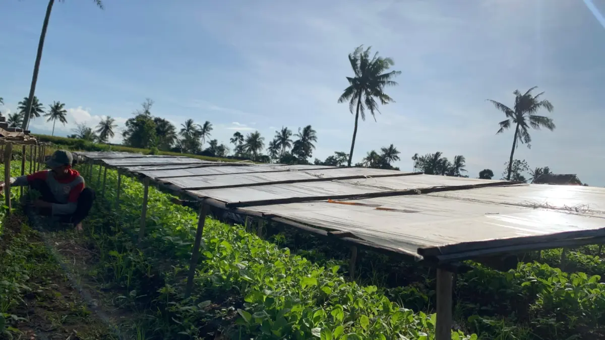 SIAP PANEN: Sejumlah pekerja penjualan bibit tembakau di Maesan memilah tanamannya untuk dijual kepada pelanggannya, kemarin. (ILHAM/RJ)
