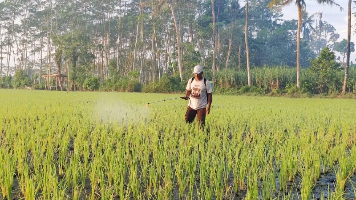 ADE APRYANIS/RAME
SEMPROT: Petani di Lumajang saat melakukan penyemprotan insektisida di lahan sawah miliknya.