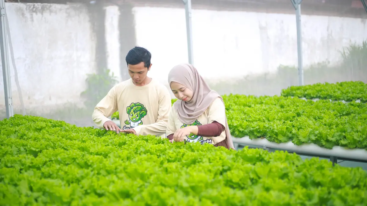 BERTANI: Pasutri muda asal Kecamatan Kedungjajang berhasil menyulap lahan kosong menjadi sentra pertanian hidroponik. (ADE APRYANIS/RAME)