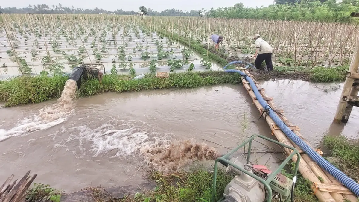 KESULITAN: Salah seorang petani saat mengairi sawah dengan pompa air berbahan bakar solar. Di Wuluhan, mereka mengeluhkan kesulitan mendapat rekomendasi untuk pembelian solar subsidi. (JUMAI/RADAR JEMBER)