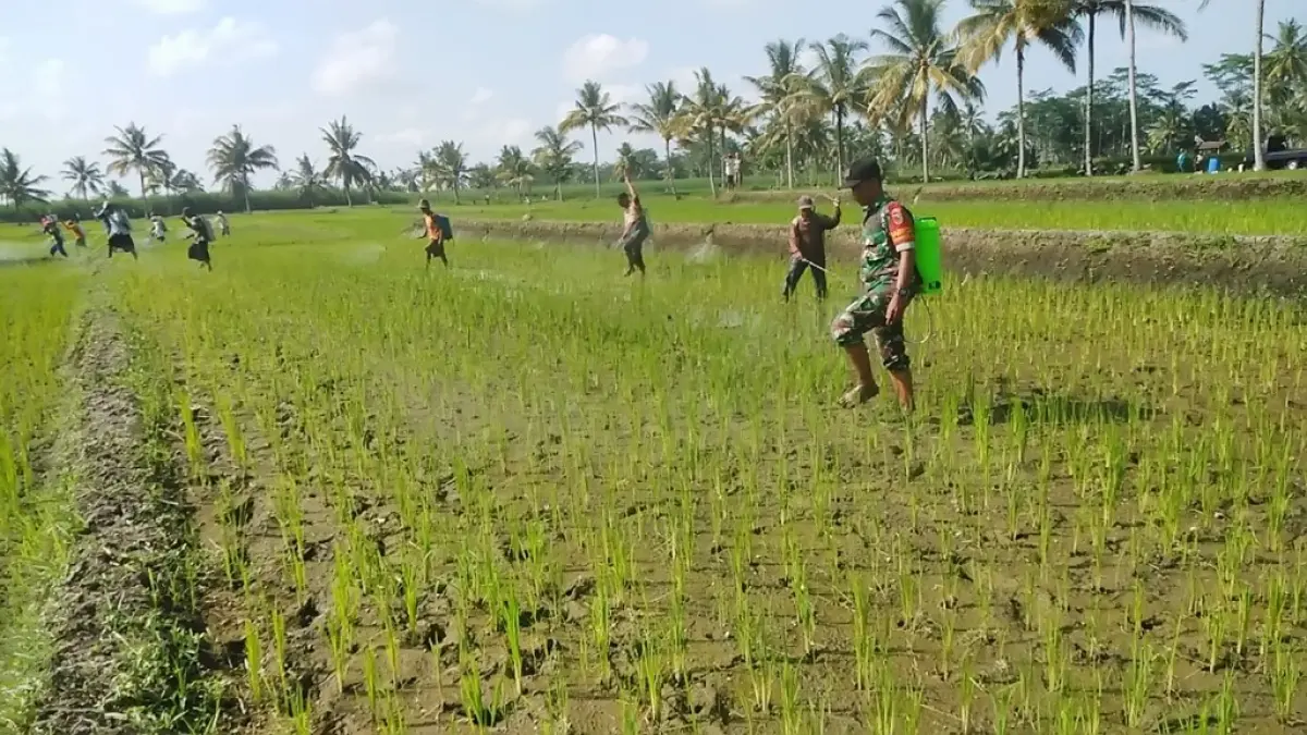 
ATASI: Petani Lumajang saat melakukan penyemprotan serangan hama wereng, kemarin.
