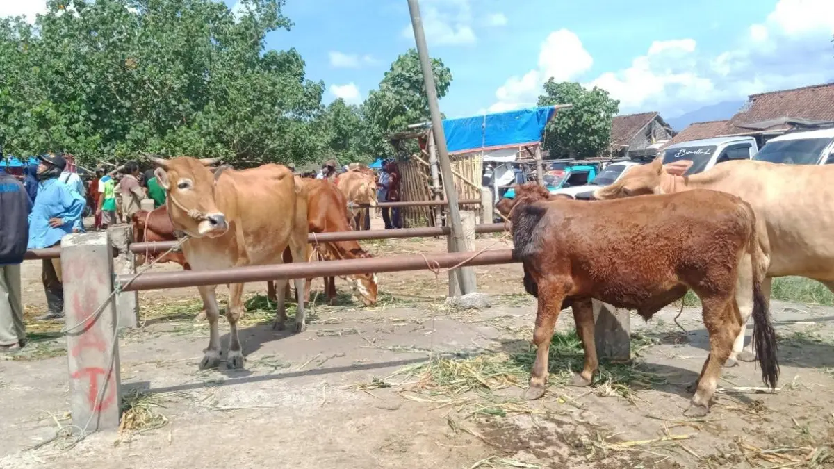 DIPERKETAT: Sejumlah pedagang sapi di Bondowoso menawarkan hewan mereka beberapa waktu lalu.(ILHAM WAHYUDI/RADAR IJEN)
