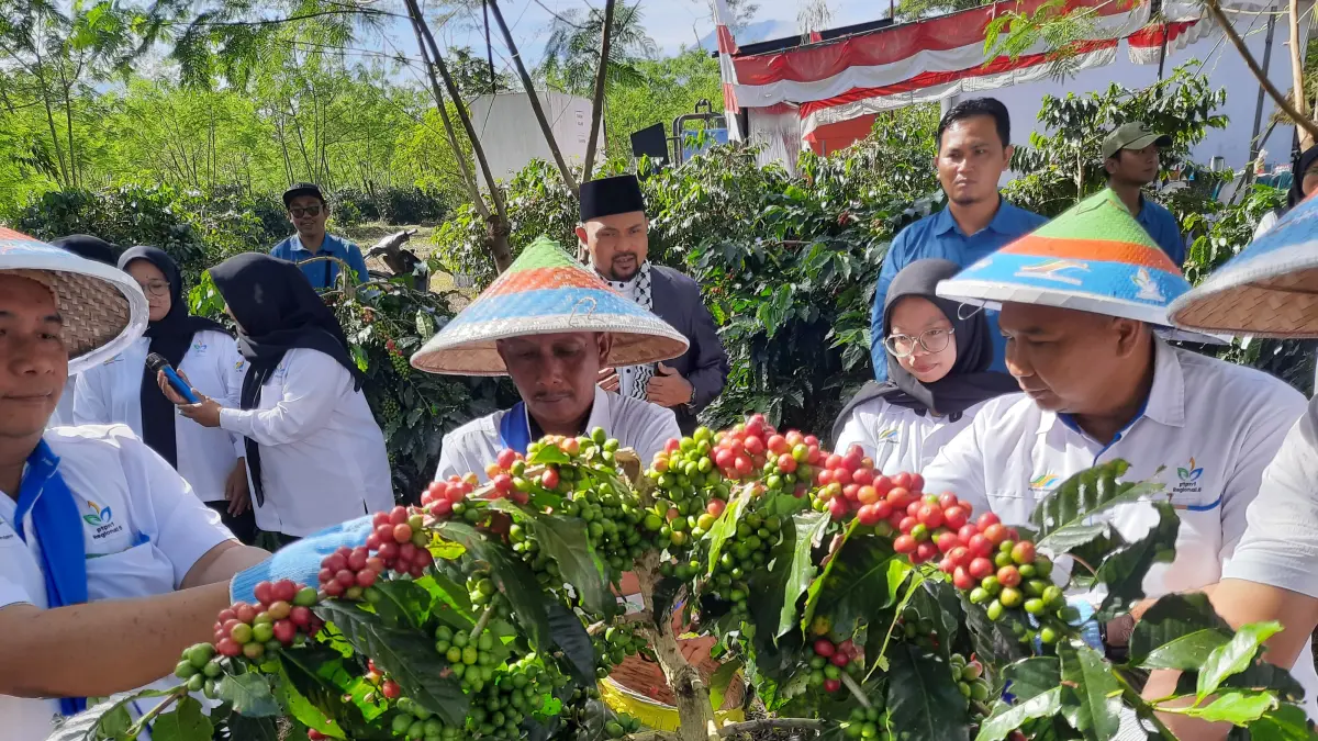 MEMETIK: Sejumlah pegawai PTPN I Regional 5 saat memetik kopi (FAQIH/RJ)