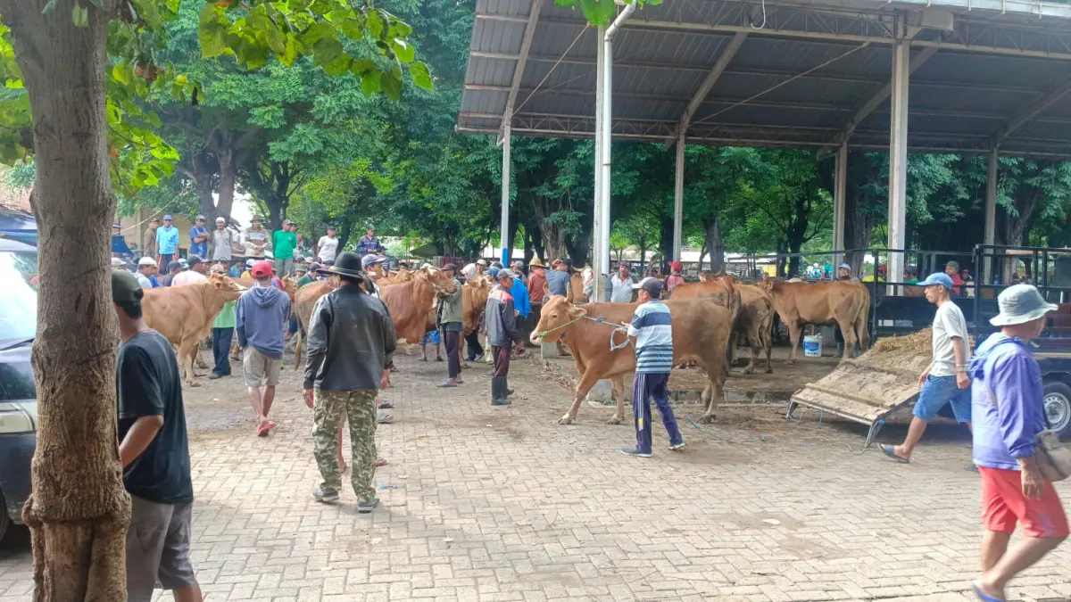 AKIVITAS NORMAL: Para pecinta sapi kontes saat berkumpul di pasar hewan Tamanan beberapa waktu lalu.(FAQIH HUMAINI/RADAR IJEN)