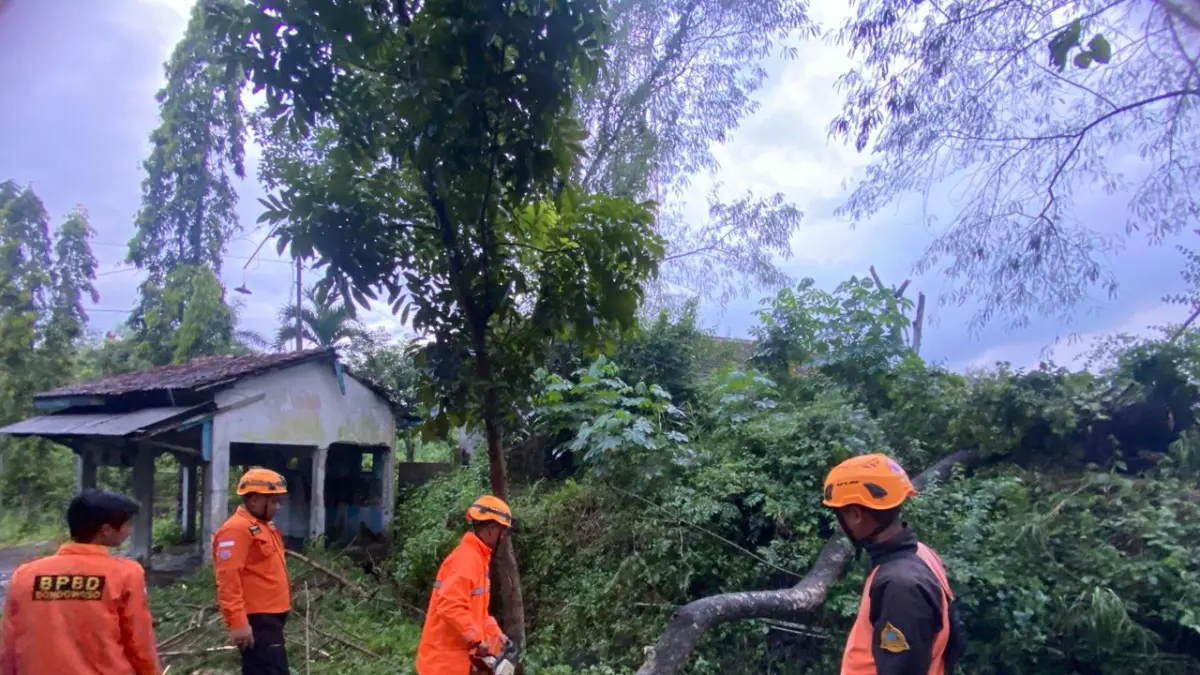 DITEBANG LANGSUNG: Sejumlah petugas BPBD saat mengepras pohon tumbang akibat angin kencang.