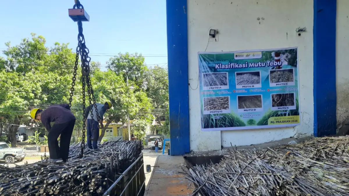 Akui Optimistis Tembus 40 Ribu Ton, Kini Pabrik Gula Prajekan Bondowoso Kejar Rendemen 7,3 di Tengah Tantangan Iklim. (FAQIH HUMAINI/RJ)
