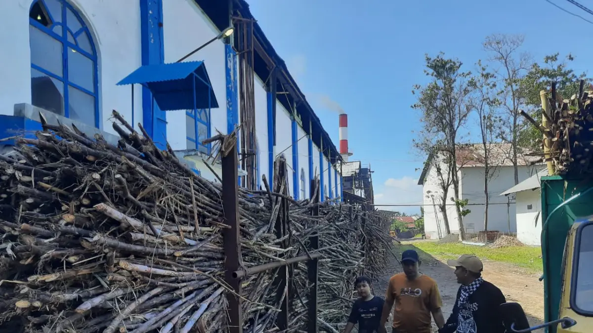GELIAT TEBU BONDOWOSO: Sejumlah pekerja di Pabrik Gula Prajekan ketika sedang membawa banyak potongan batang tebu sebelum diolah menjadi gula. (FAQIH HUMAINI/RJ)