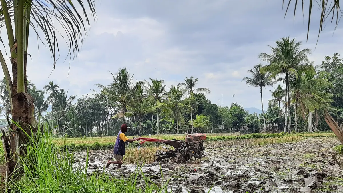 BEKERJA:Petani saat melakukan bajak sawah usai panen.(FAQIH HUMAINI/RADAR IJEN)