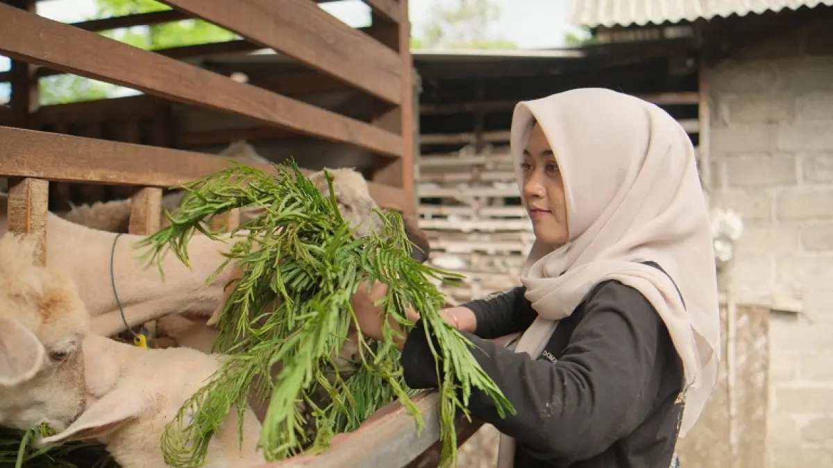 BERI PAKAN: Yesita Karel, Lulusan Manajemen Unmuh Jember sukses menggembala domba di rumahnya. (UNMUH JEMBER)