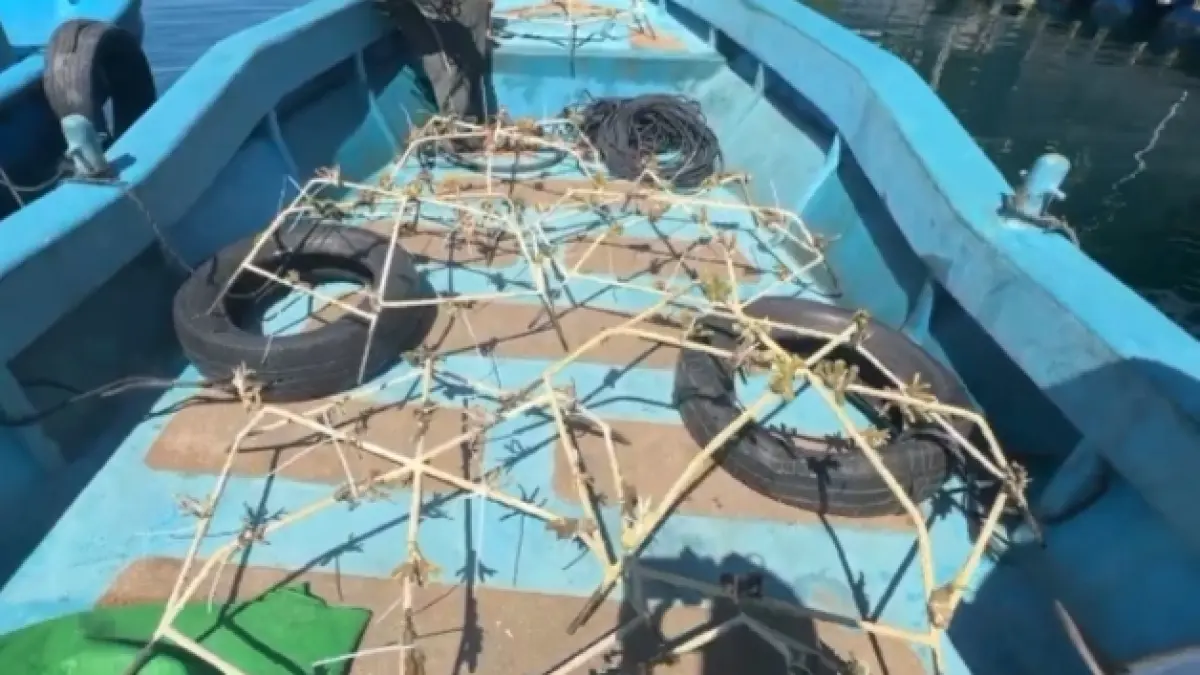Restorasi Terumbu Karang Berbasis Kajian Biodiversitas Digelar di Tanjung Sekeben Banyuwangi