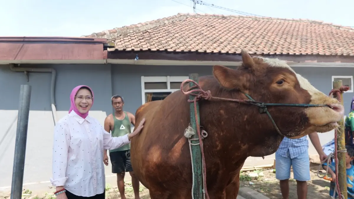 Sapi Kang Jo terpilih jadi hewan kurban milik Prabowo Subianto 