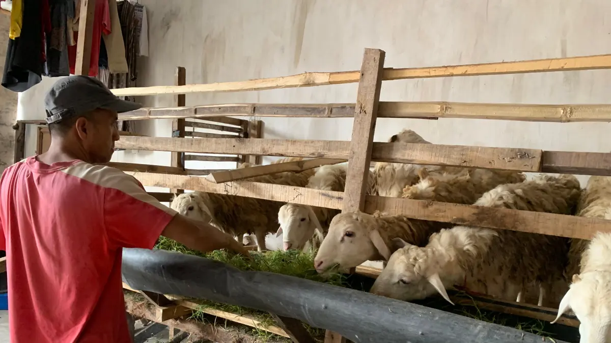 AWASI: Pemkab Lumajang mulai melakukan pemeriksaan hewan kurban, pastikan layak dan memiliki kualitas baik.
