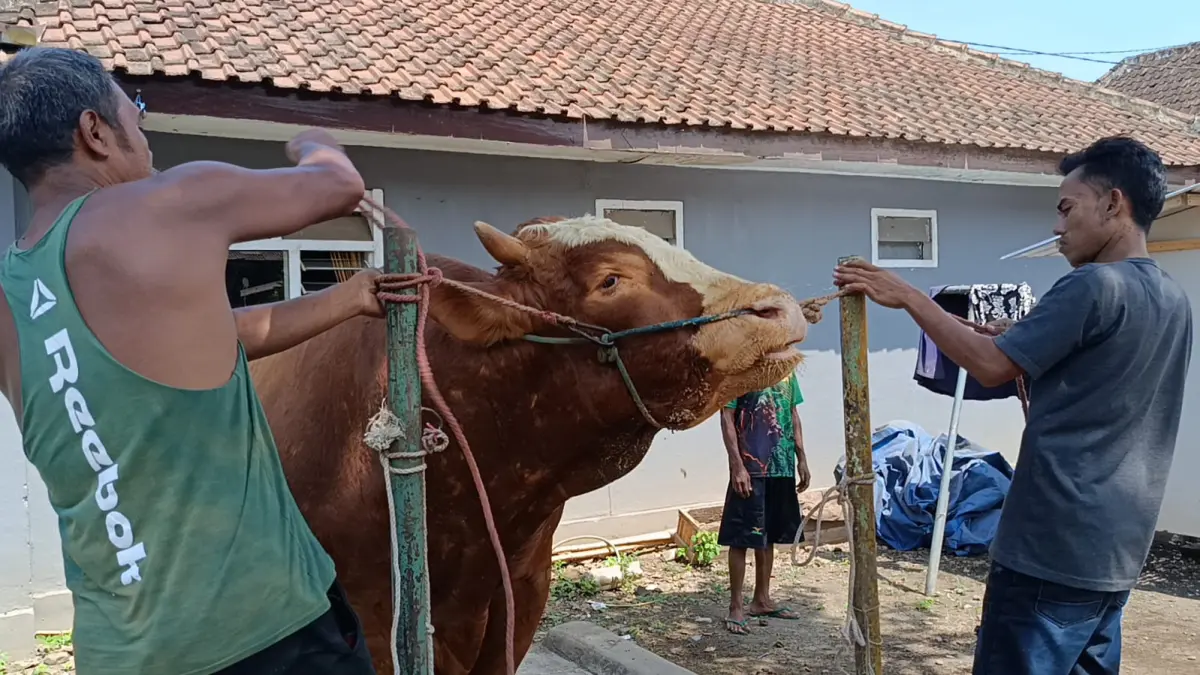 JUMBO: Penampakan sapi kurban Presiden yang dibeli dari peternak Lumajang. (IQBAL)

