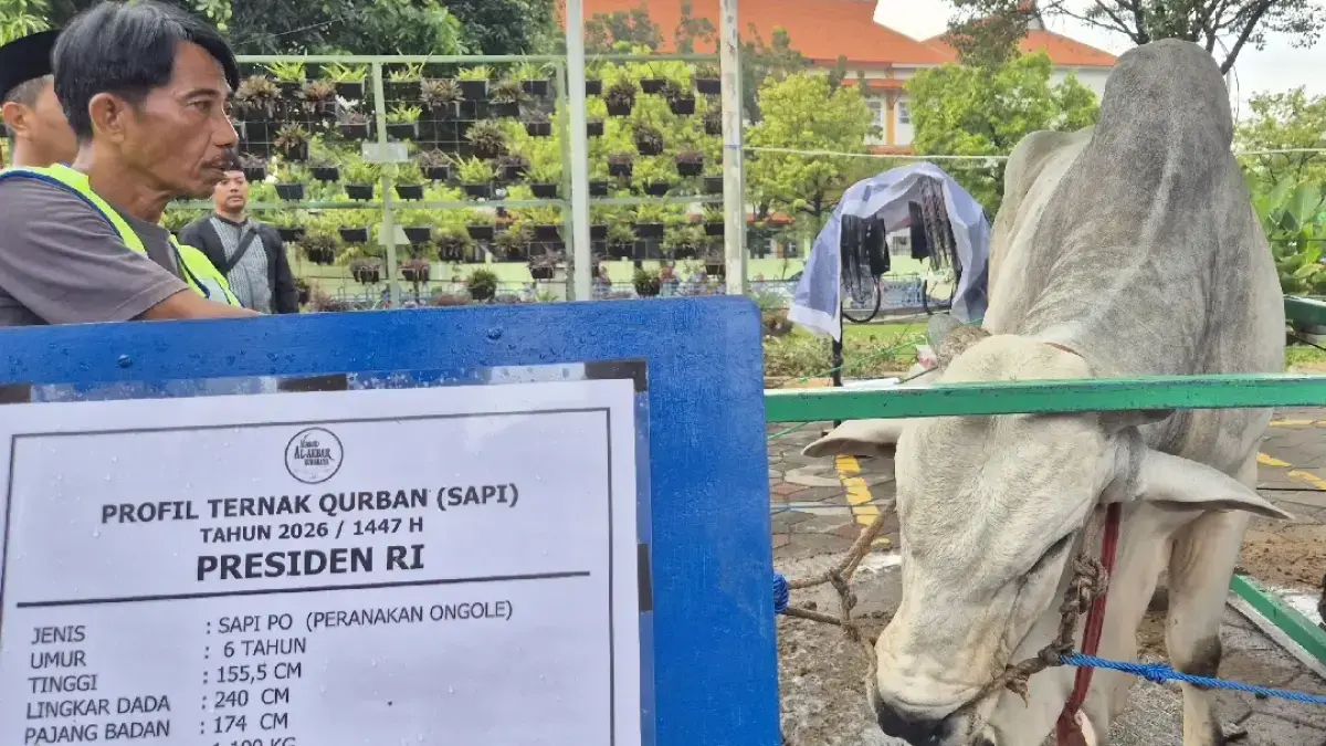 Potret Sapi Peranakan Ongole yang dikurbankan Presiden RI Prabowo Subianto di Masjid Al-Akbar, Surabaya, Rabu (27/5). (Novia Herawati/ JawaPos.com)