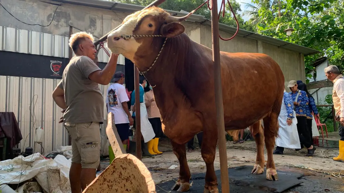 PETERNAK: Erik Setyawan, pemilik Caraka Farm Indonesia menceritakan pengalamannya beternak sapi jumbo hingga bisa dibeli Presiden Prabowo. (LHAM WAHYUDI/RADAR IJEN)